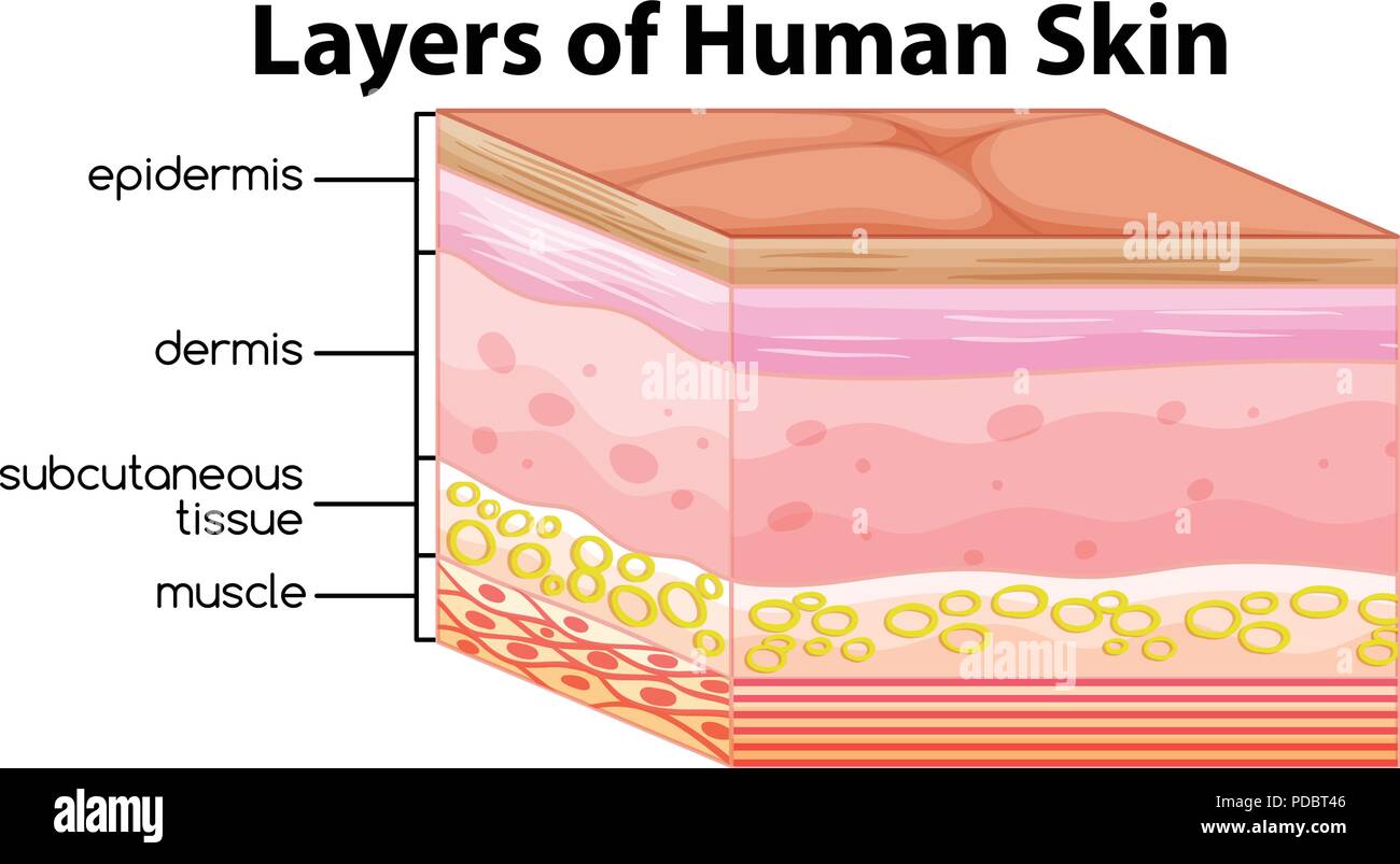 Layers of fat and muscle hi-res stock photography and images - Alamy