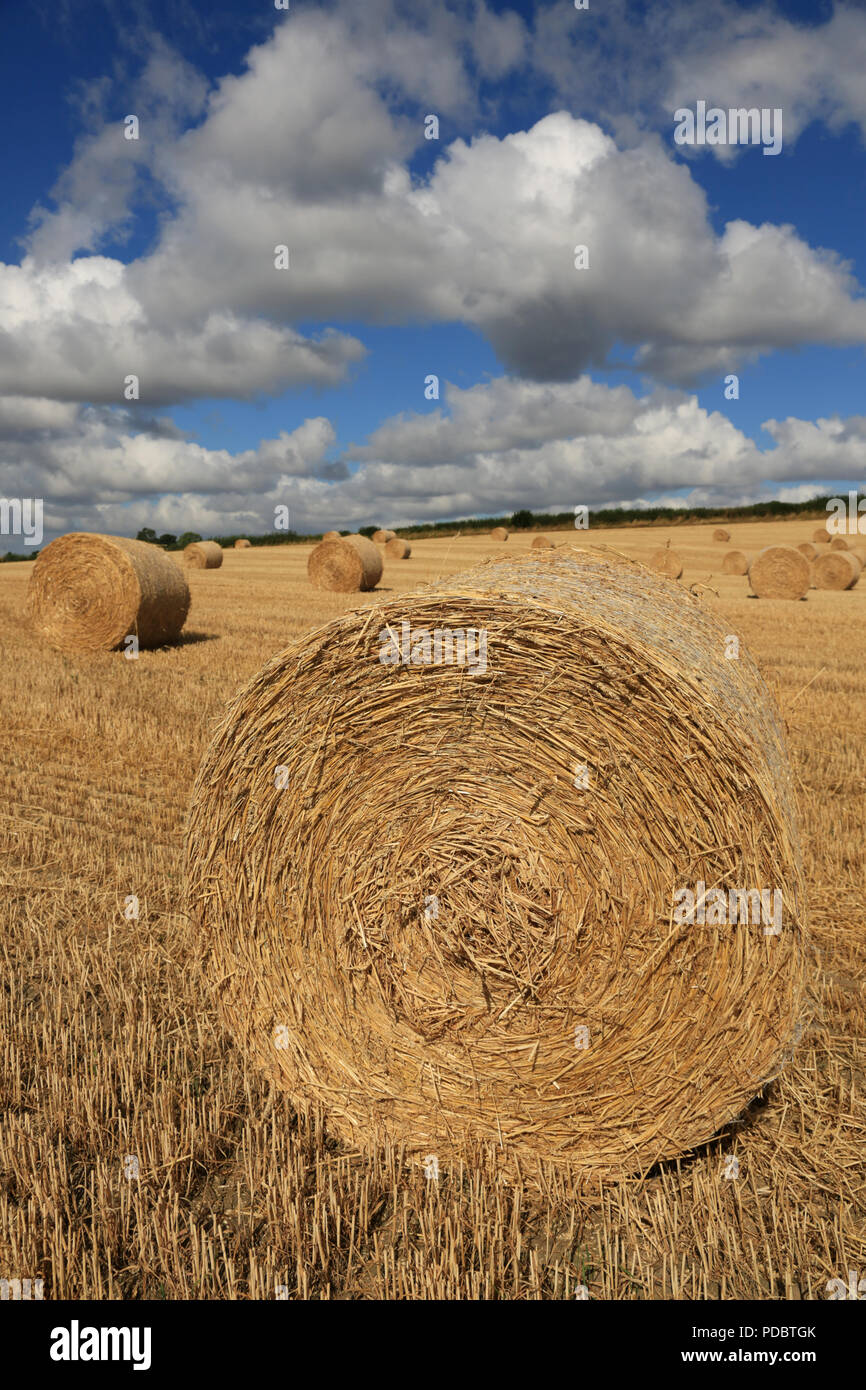 Round straw bales left in field after harvest, England, UK Stock Photo
