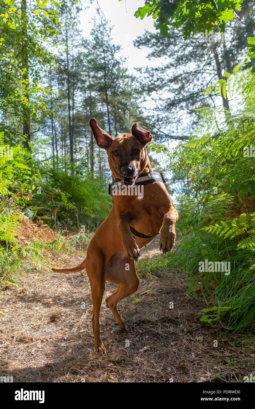 Rhodesian Ridgeback dog standing on its hind legs while playing outdoors in a forest of trees Stock Photo