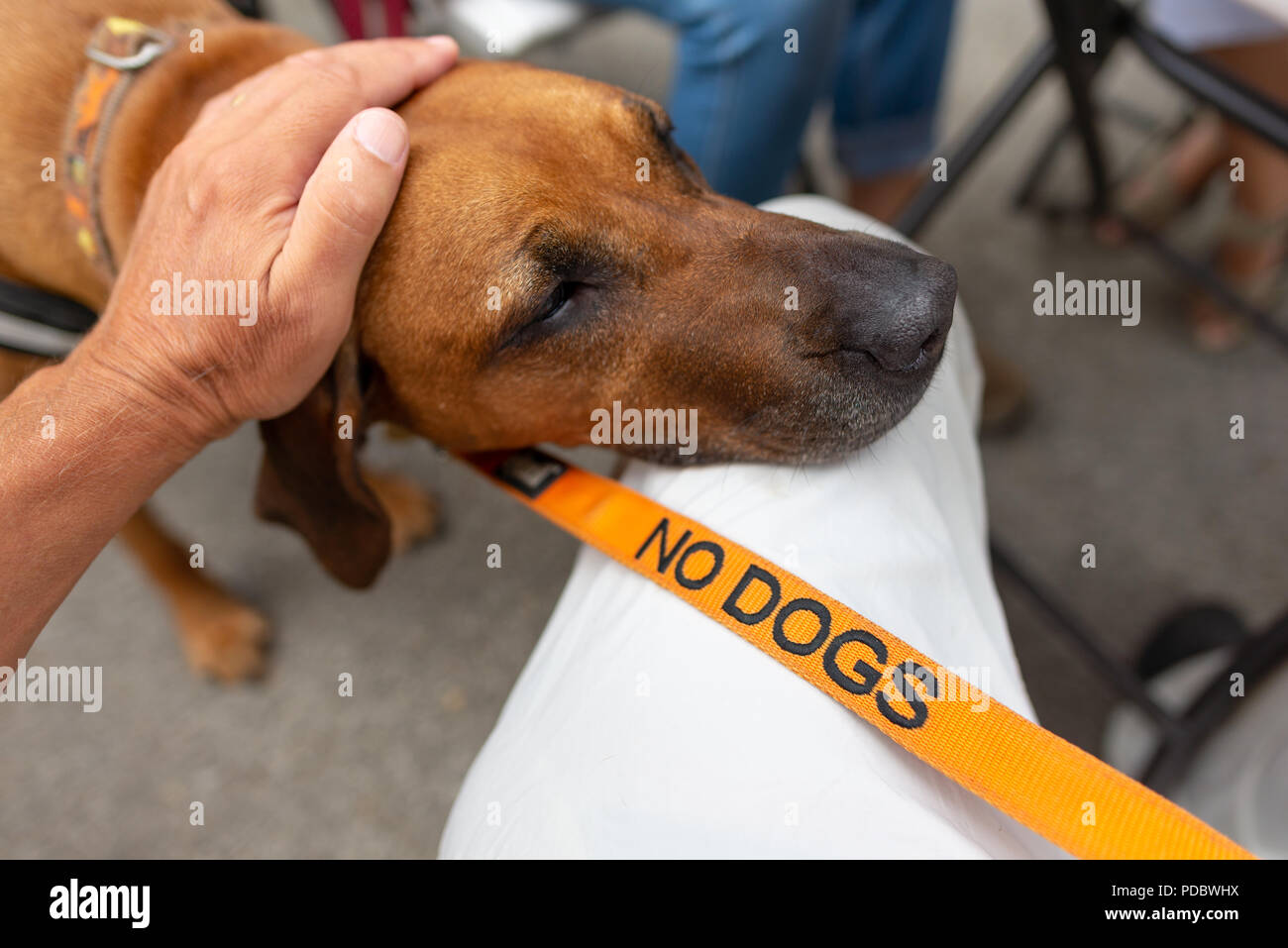 Rhodesian Ridgeback dog resting its chin on a man's leg while he strokes its head. Stock Photo