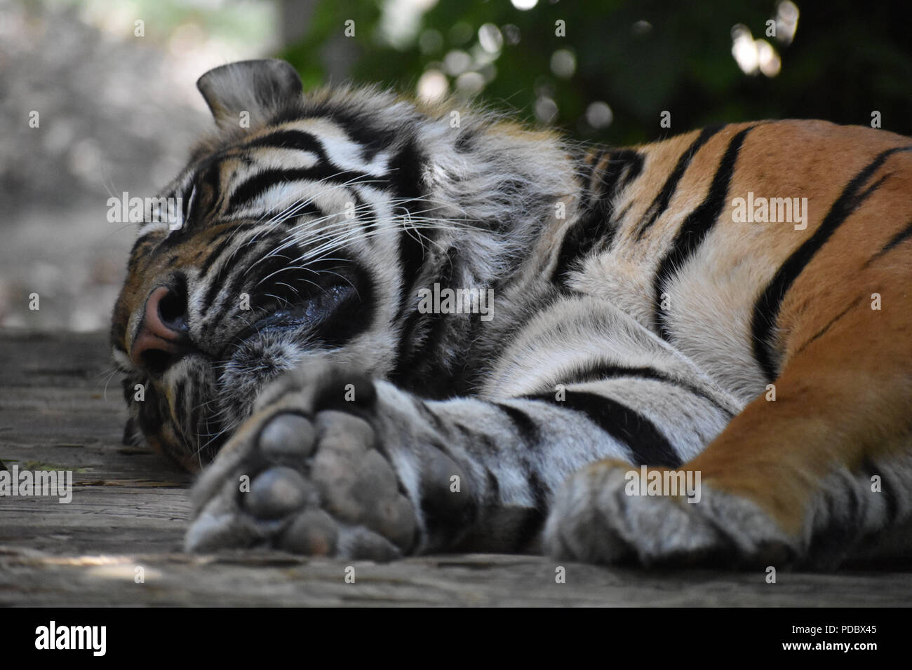 Black tiger stripes hi-res stock photography and images - Alamy