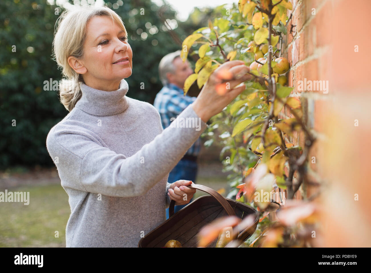 Mature woman harvesting apples in garden Stock Photo