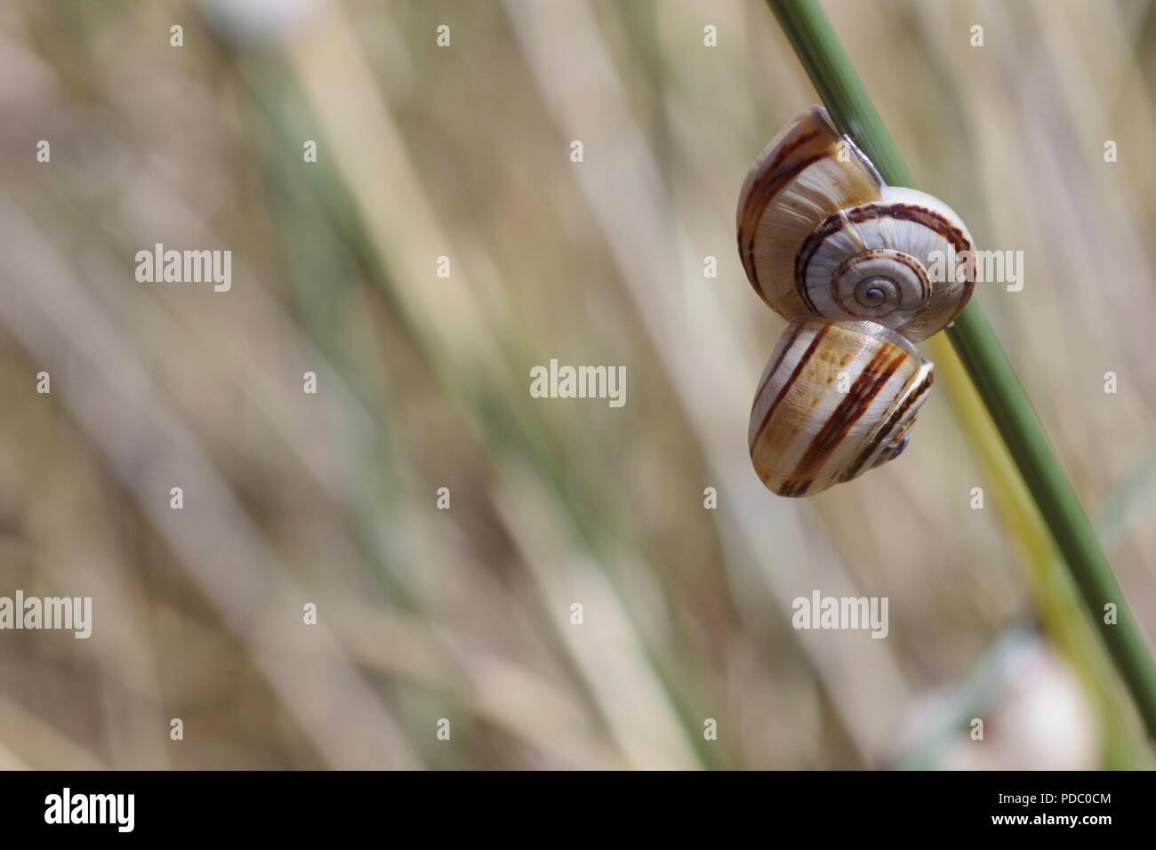 Pair of Banded Snails on Marram Grass. Dawlish Warren Nature Reserve. Devon, UK. August, 2018. Stock Photo