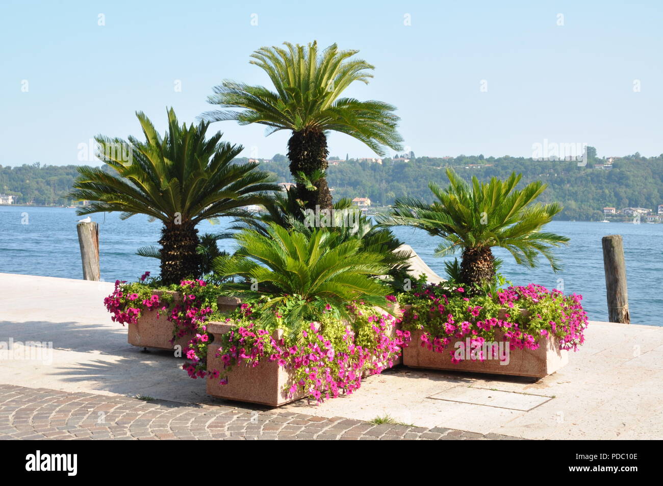 Tree palms and flowers at the lake Garda in Solo, Italy Stock Photo