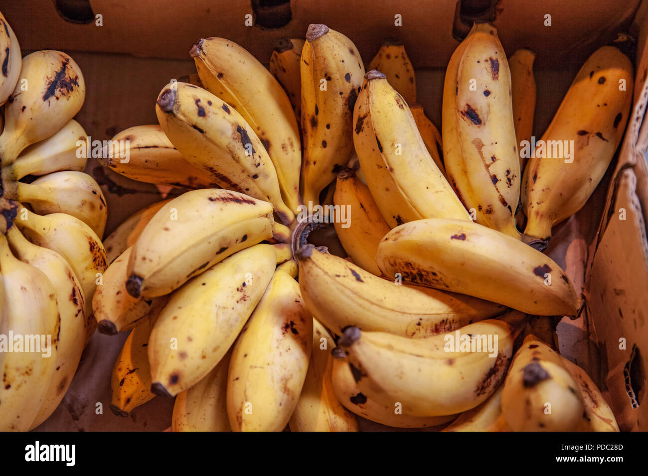close up image of mini bananas in cardboard box Stock Photo Alamy