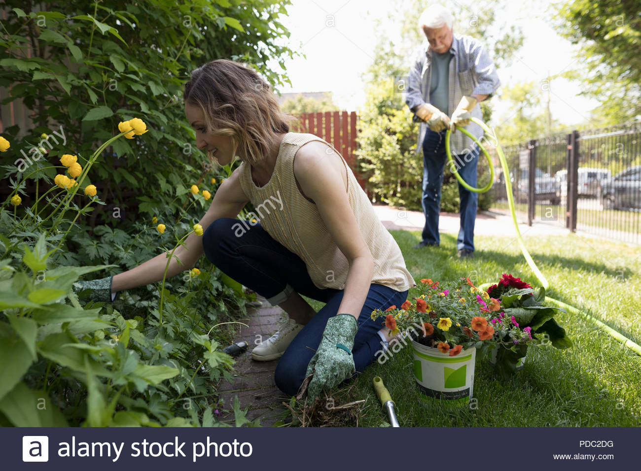 Senior father and daughter gardening, planing flowers in garden Stock Photo
