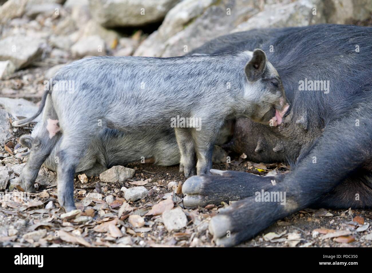 closeup of a wild piglet lactating at it's mother Stock Photo