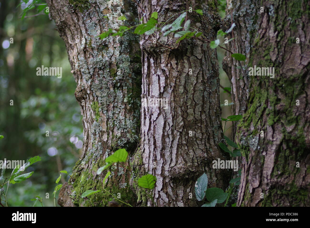 Copse of Alder Tree Trunks (Alnus glutinosa). Dawlish Warren Nature  Reserve. Devon, UK. August, 2018 Stock Photo - Alamy