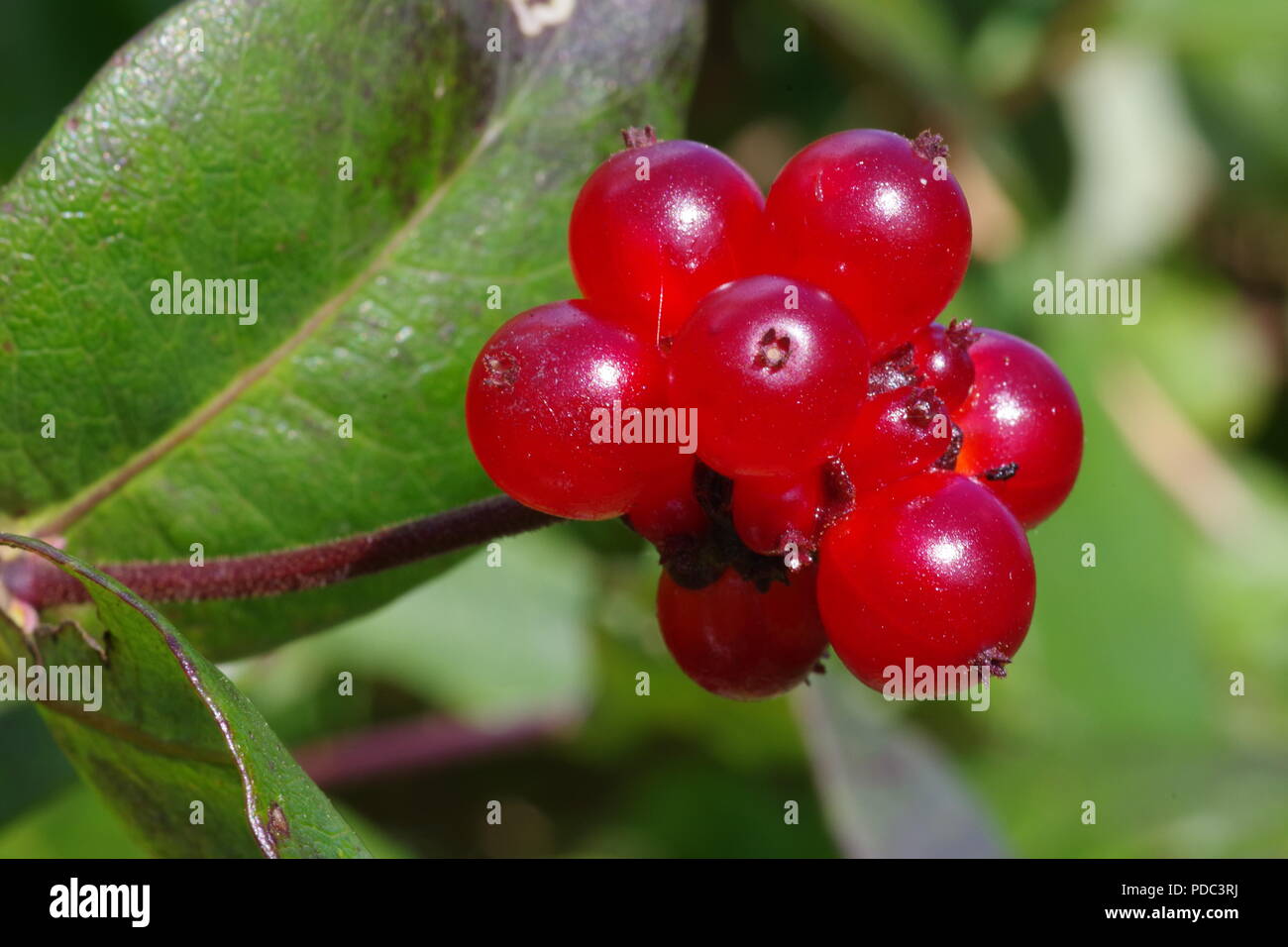 Red Cluster of Honeysuckle Berries Growing in a Devon Hedge. Woodbine