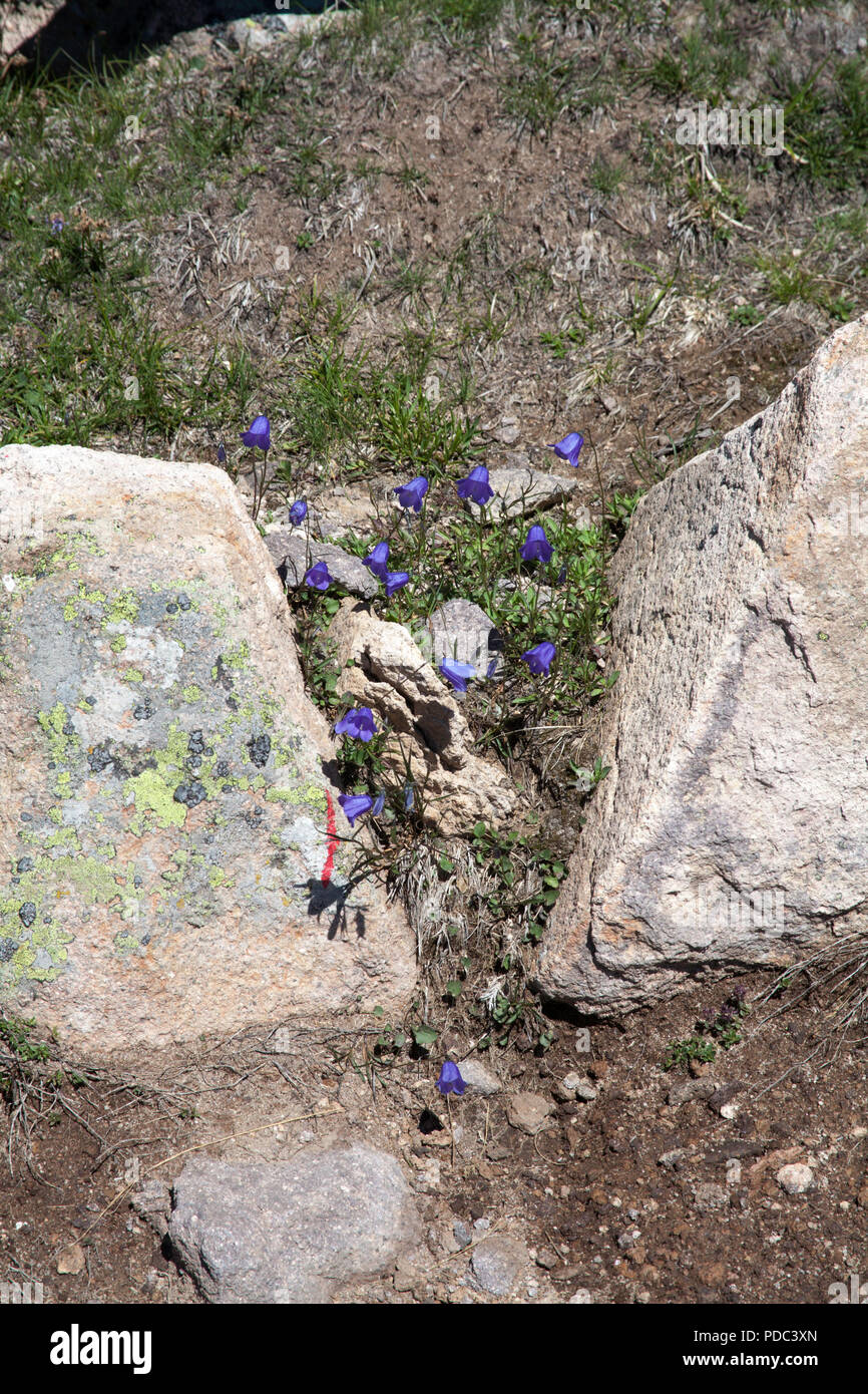Alpine Bellflower growing in crevis on  the Rasciesa above the Val Gardena summer Dolomites Italy Stock Photo