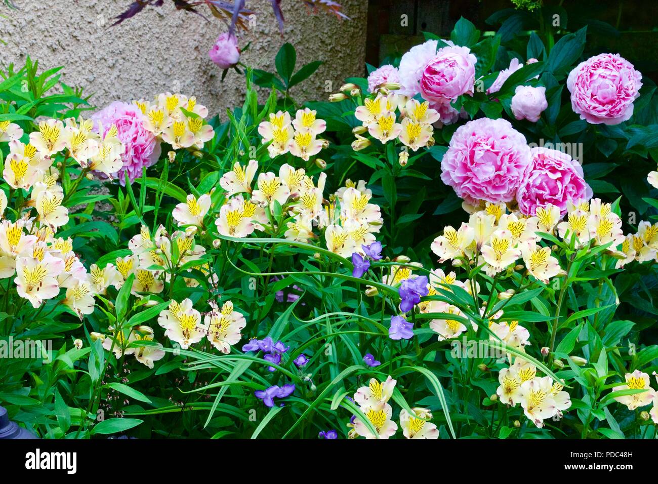 A beautiful summer display of Alstroemeria, Tradescantia and Peonies Stock Photo