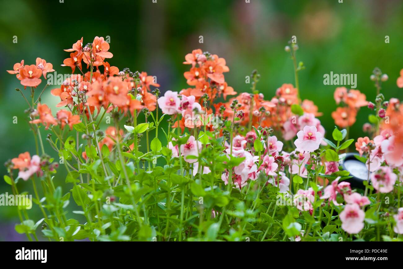 Beautiful mixed display of Diascia also known as Twinspur Stock Photo