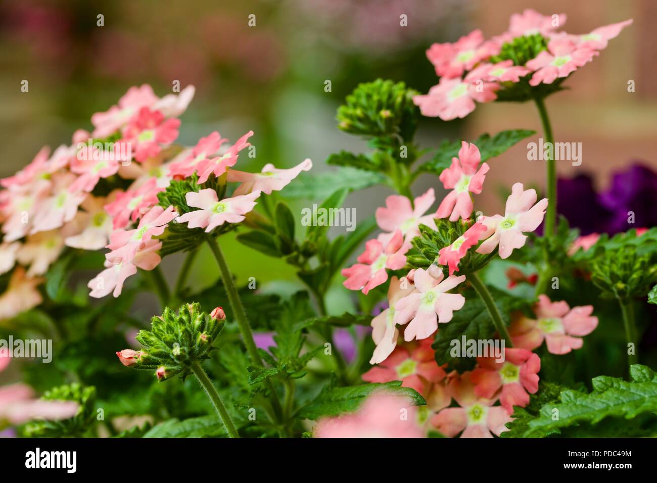 Verbena 'Peaches and Cream' Stock Photo Alamy
