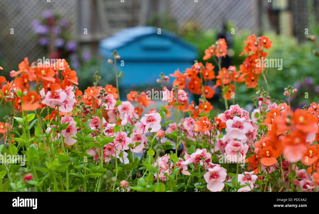 Beautiful mixed display of Diascia also known as Twinspur Stock Photo