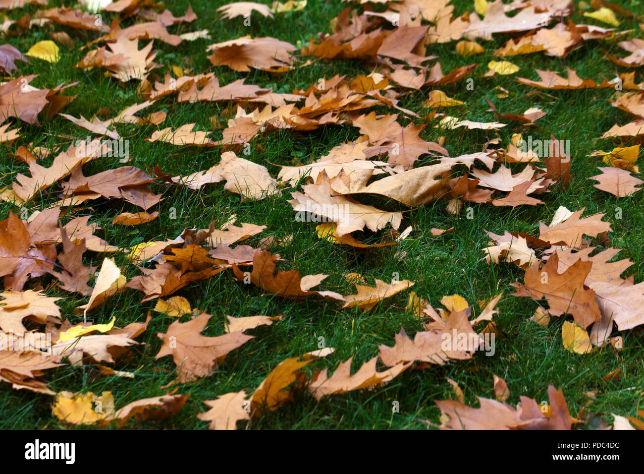 Autumn yellow dry oak leaves on green grass at sun day Stock Photo - Alamy