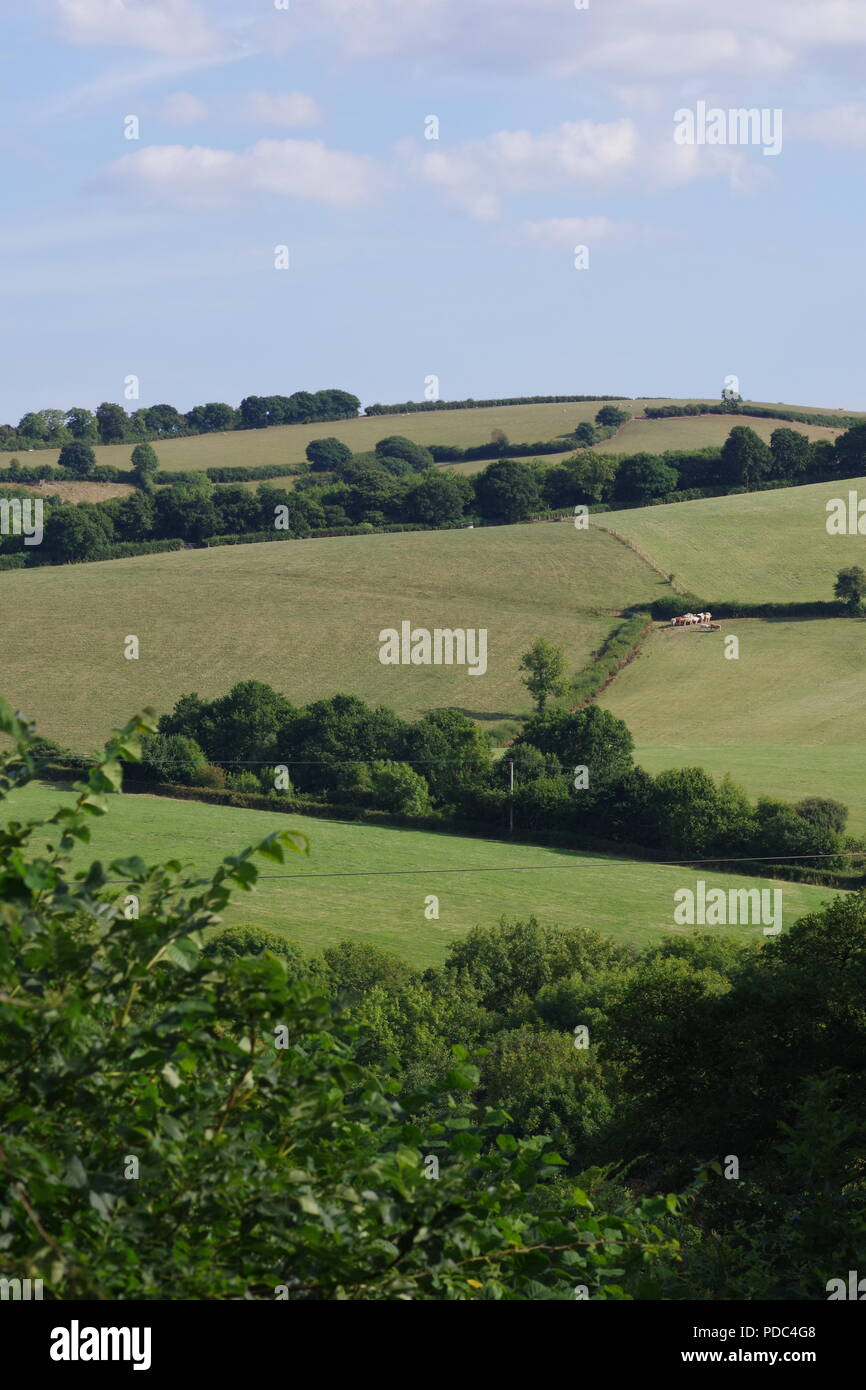 Rolling Devon Farmland. Green Patchwork Landscape of Pasture and Woodland, Whitestone, Exeter, Devon, UK. August, 2018. Stock Photo