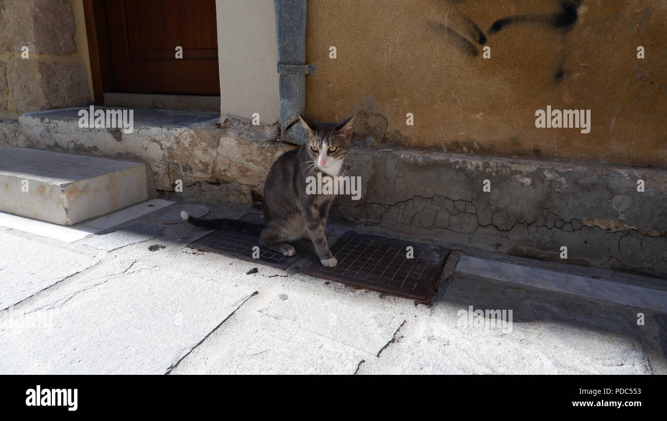 Cat in the city on a hot summer day Stock Photo - Alamy