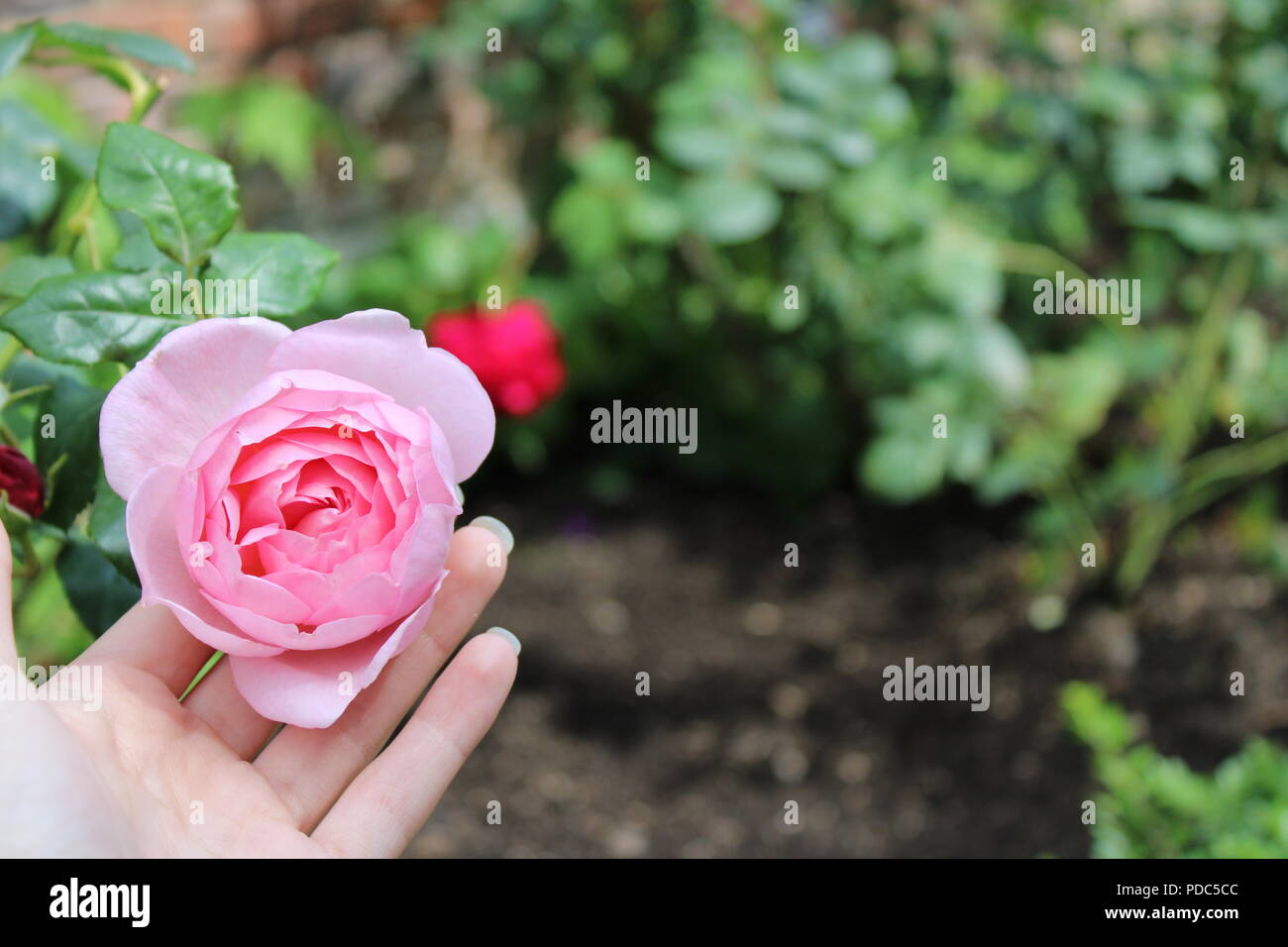 Pink english rose fingers hires stock photography and images Alamy
