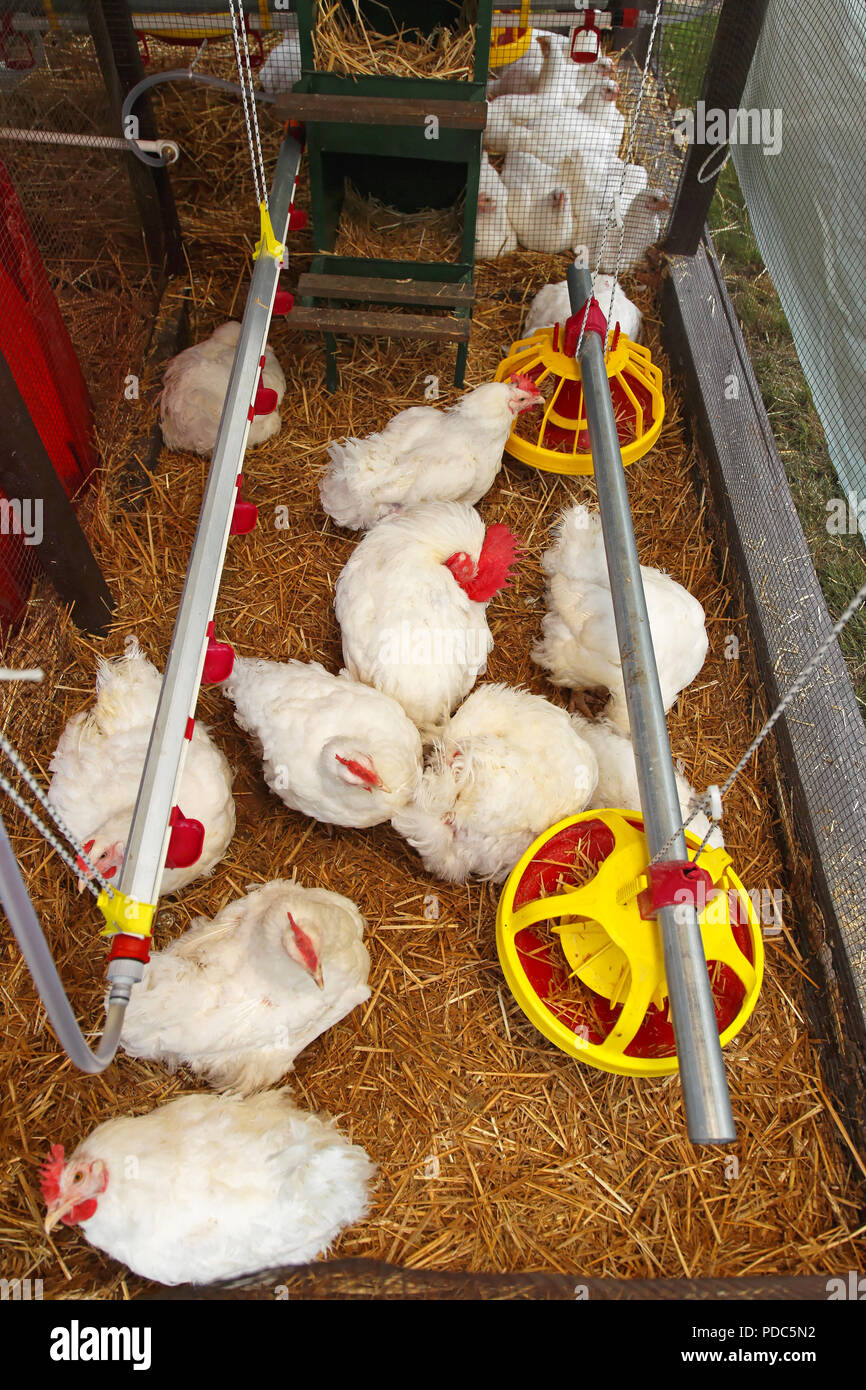 White chickens in hen house at modern farm Stock Photo Alamy