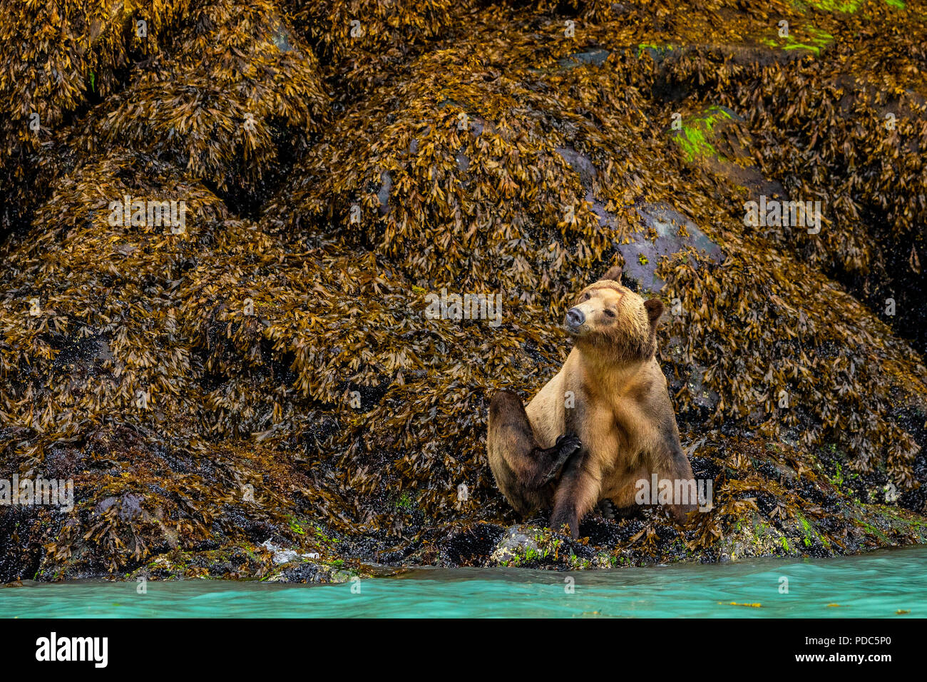 Grizzly bear sitting and scratching along the low tideline in Knight Inlet, First Nations Territory, Great Bear Rainforest, British Columbia, Canada. Stock Photo