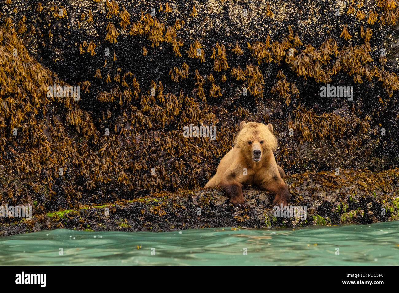 Young grizzly bear resting all looking all cute along the Knight Inlet shoreline, First Nations Territory, great Bear Rainforest, British Columbia, Ca Stock Photo