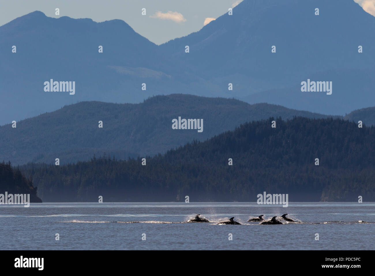 A pod of pacific white sided dolphins travels through the Broughton Archipelago, First Nations Territory off Vancouver Island, British Columbia, Canad Stock Photo