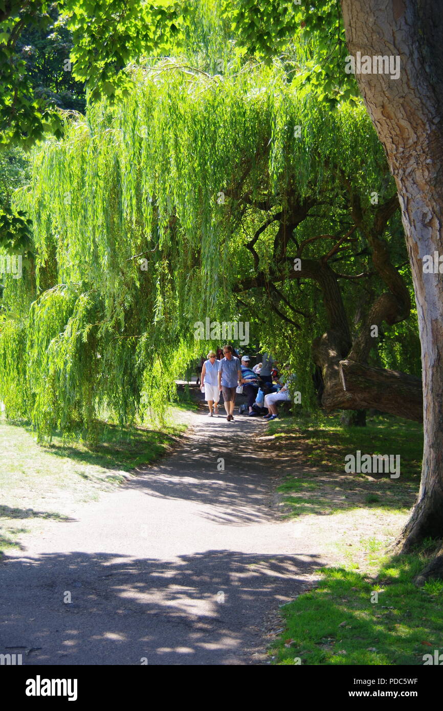Walk in the Park Under a Weeping Willow Tree. The Byers Riverside Park, Sidmouth, East Devon, UK. August, 2018. Stock Photo
