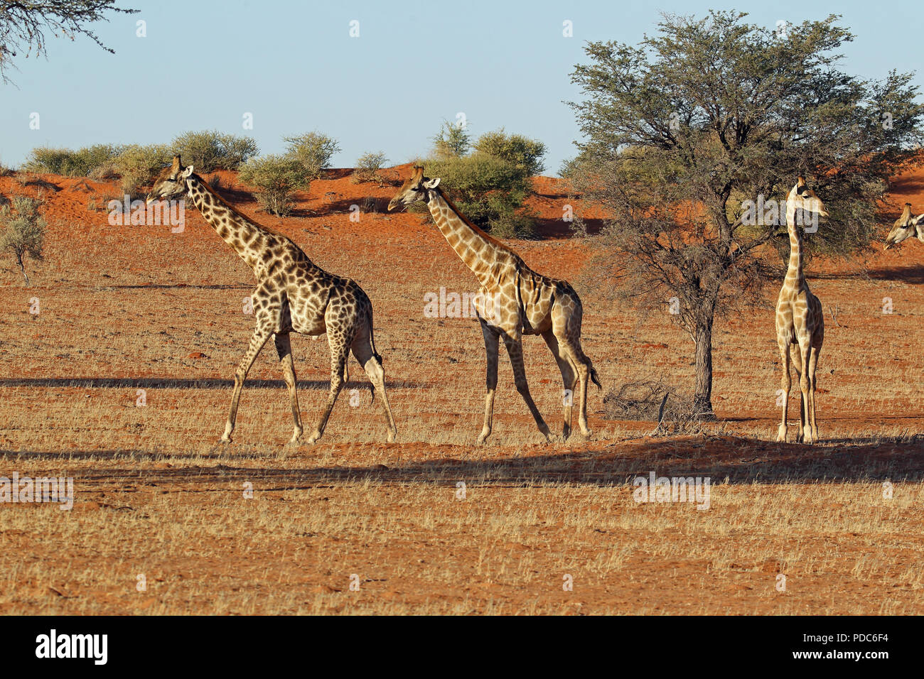 South African and Angolan giraffes, Bagatelle Kalahari Game Ranch ...