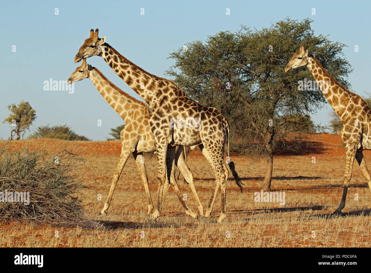 South African and Angolan giraffes, Bagatelle Kalahari Game Ranch, Namibia. Stock Photo