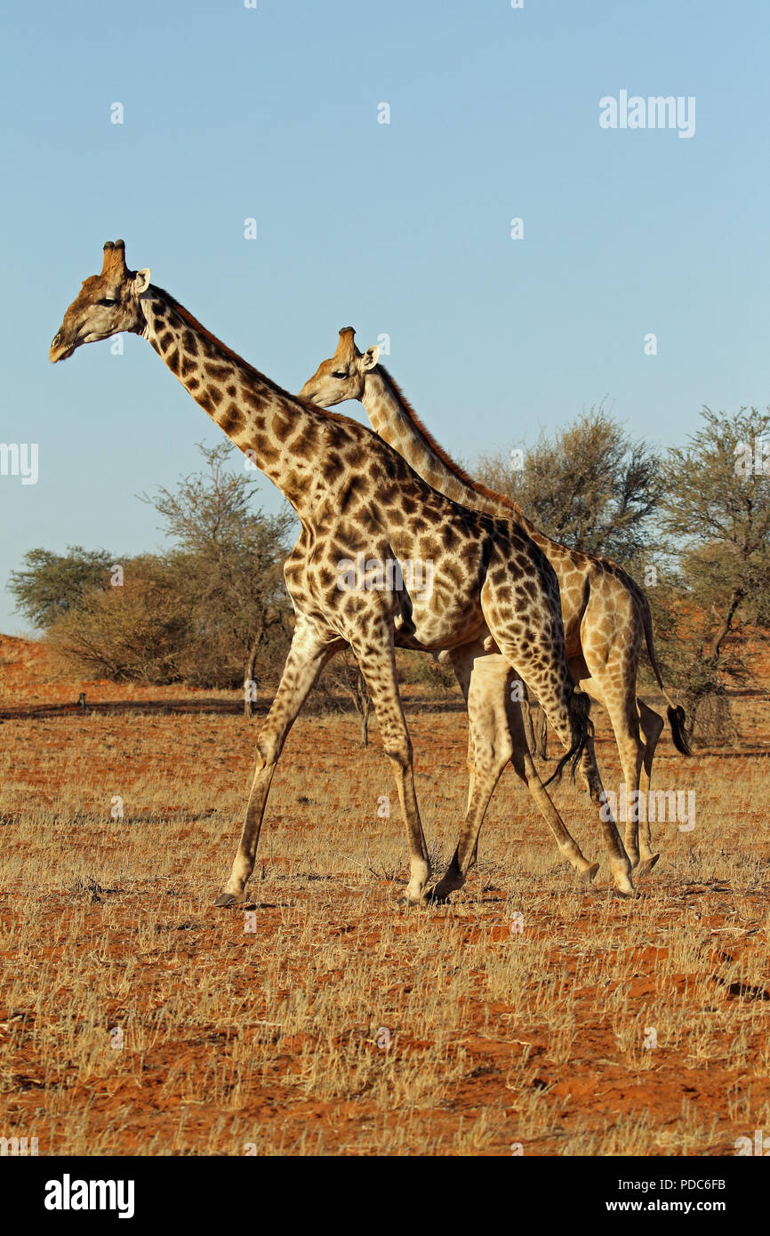 South African and Angolan giraffes, Bagatelle Kalahari Game Ranch, Namibia. Stock Photo