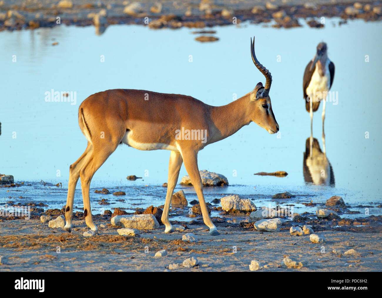 Male black-faced impala (Aepyceros melampus petersi) by a waterhole, Etosha National Park, Namibia, with a marabou stork in the background. Stock Photo