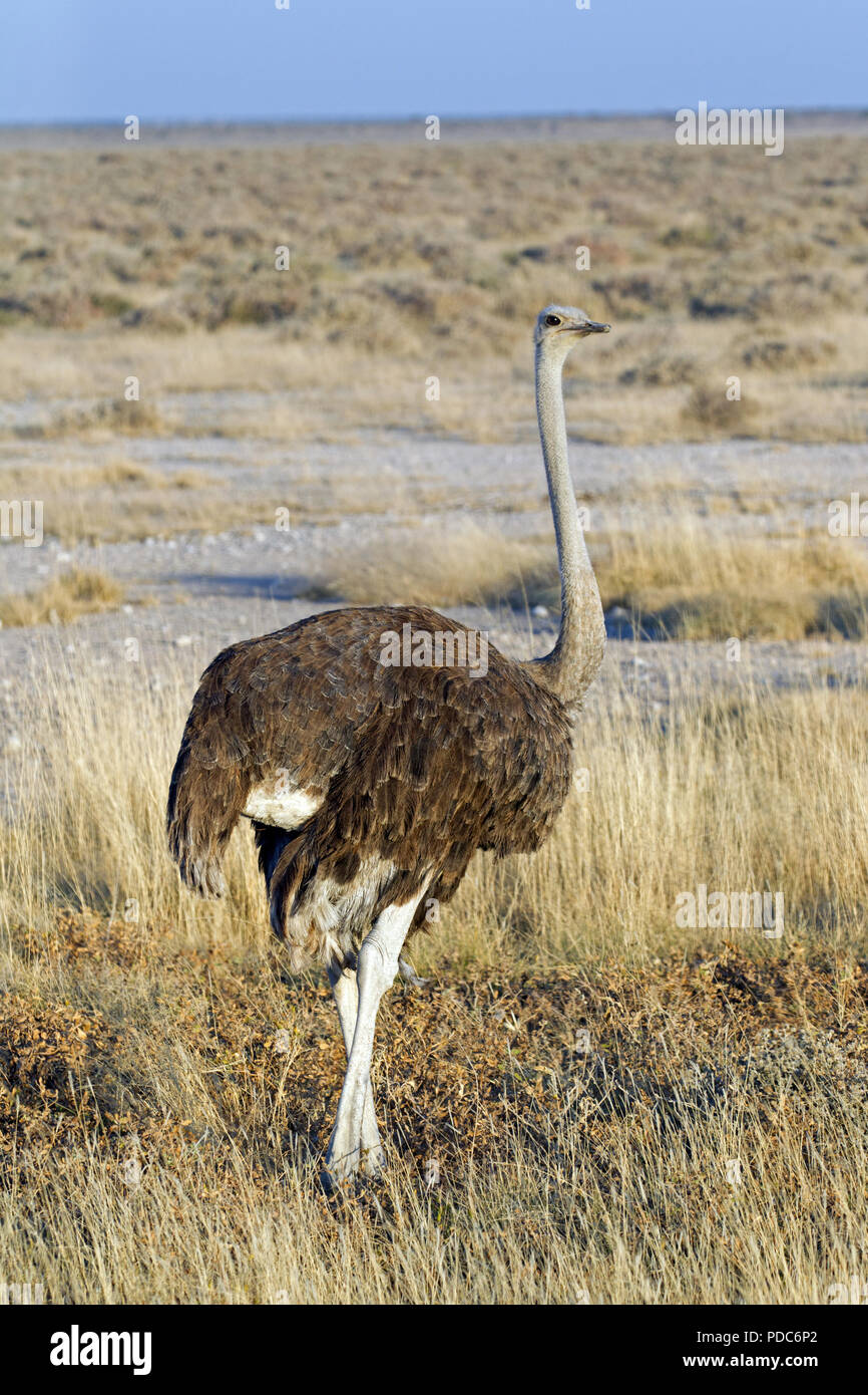 Female common ostrich (Struthio camelus australis), Etosha National Park, Namibia. Stock Photo