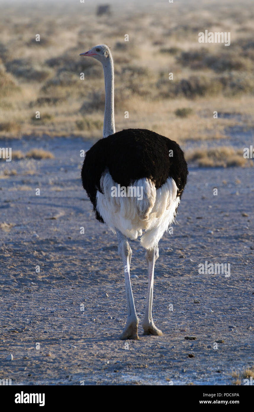 Male common ostrich (Struthio camelus australis), Etosha National Park, Namibia. Stock Photo