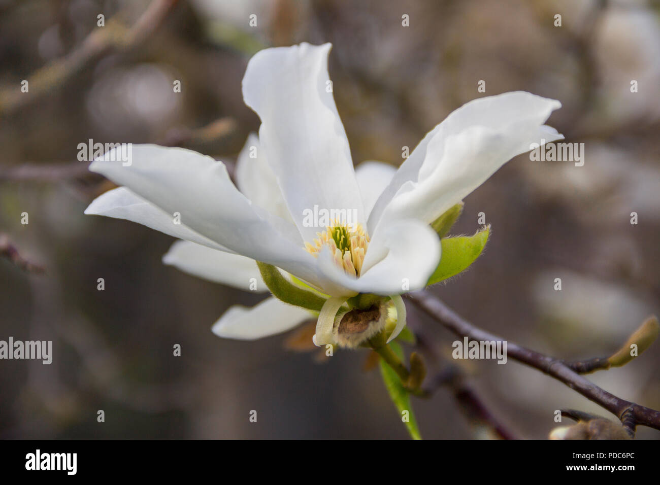 Magnolia Def Pink or white flowers of blossoming magnolia tree (Magnolia stellata ...