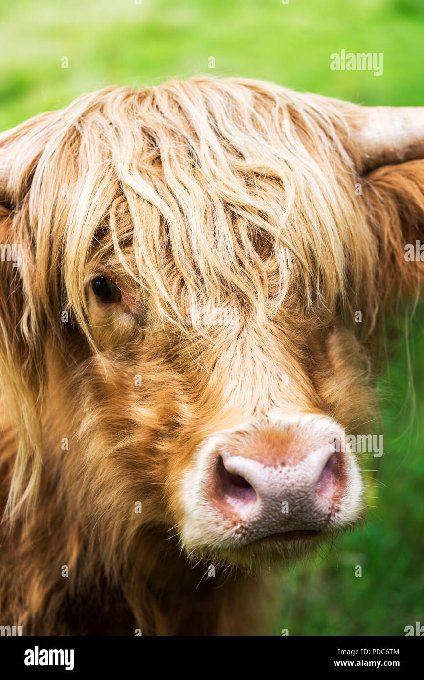 Hairy Highland Cow Scottish Symbol Scotland UK Stock Photo Alamy