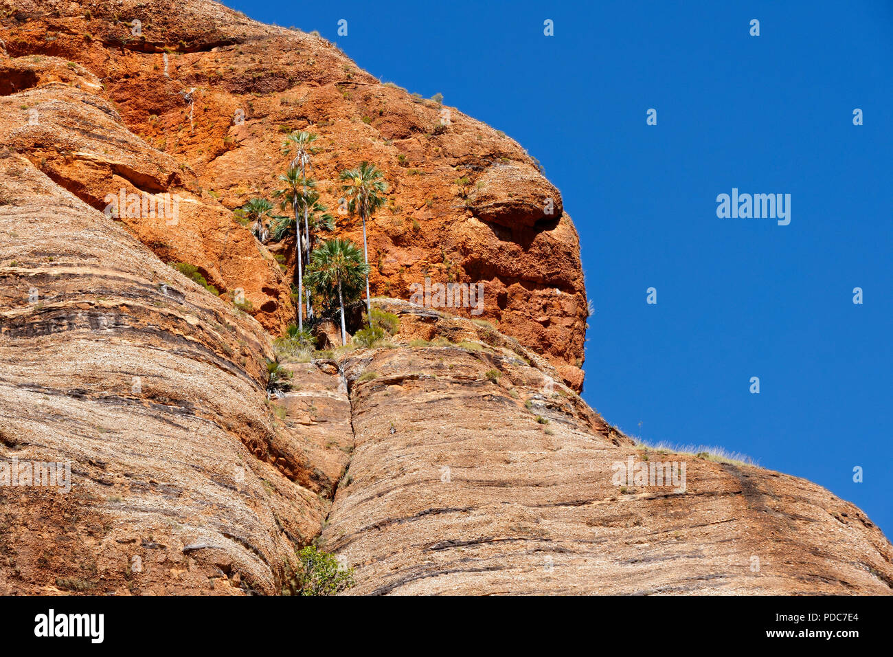 Palm trees growing in  sandstone rock, Purnululu National Park, Kimberley, Northwest Australia Stock Photo