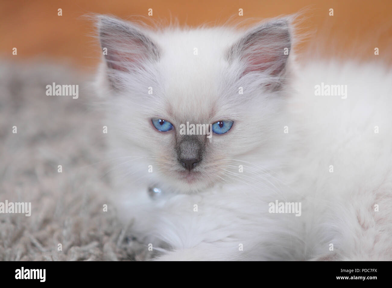 A cute Ragdoll kitten only 2 weeks old. Stock Photo