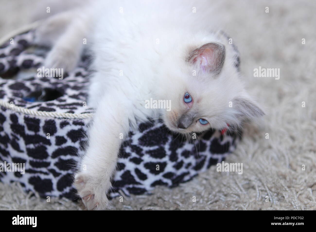 A cute Ragdoll kitten only 2 weeks old. Stock Photo
