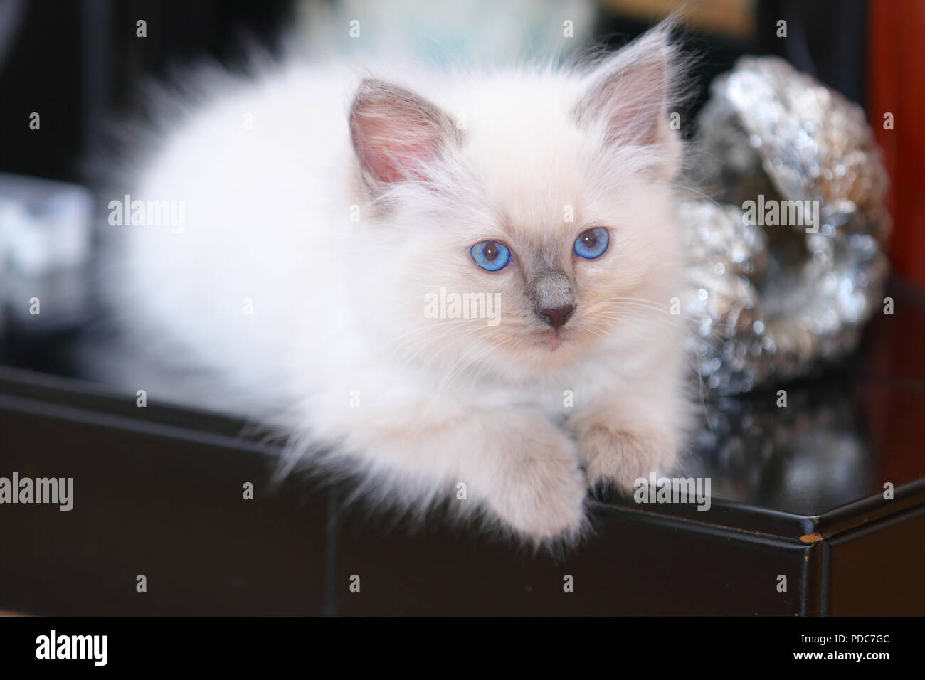 A cute Ragdoll kitten only 2 weeks old. Stock Photo