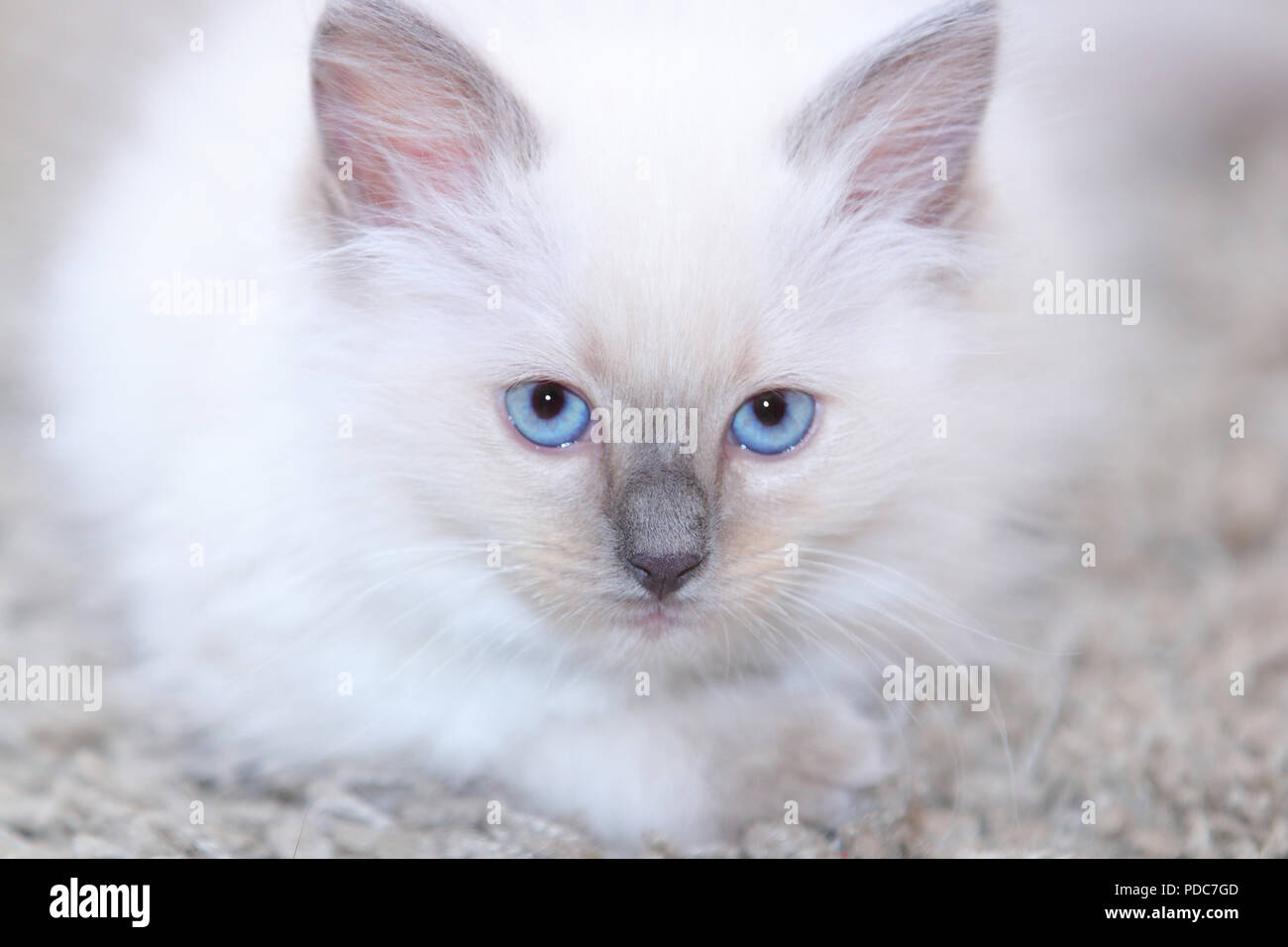 A cute Ragdoll kitten only 2 weeks old. Stock Photo