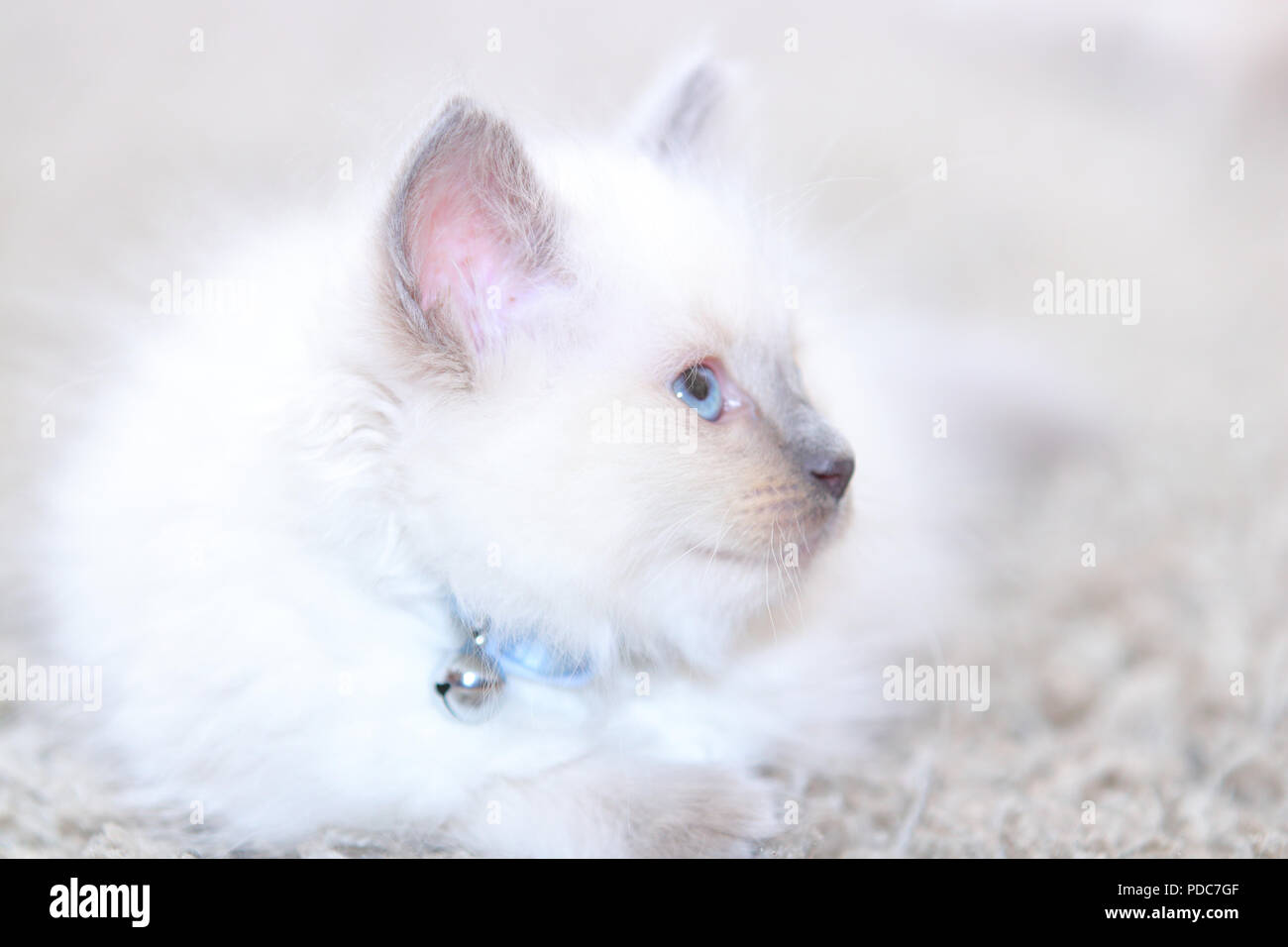 A cute Ragdoll kitten only 2 weeks old. Stock Photo
