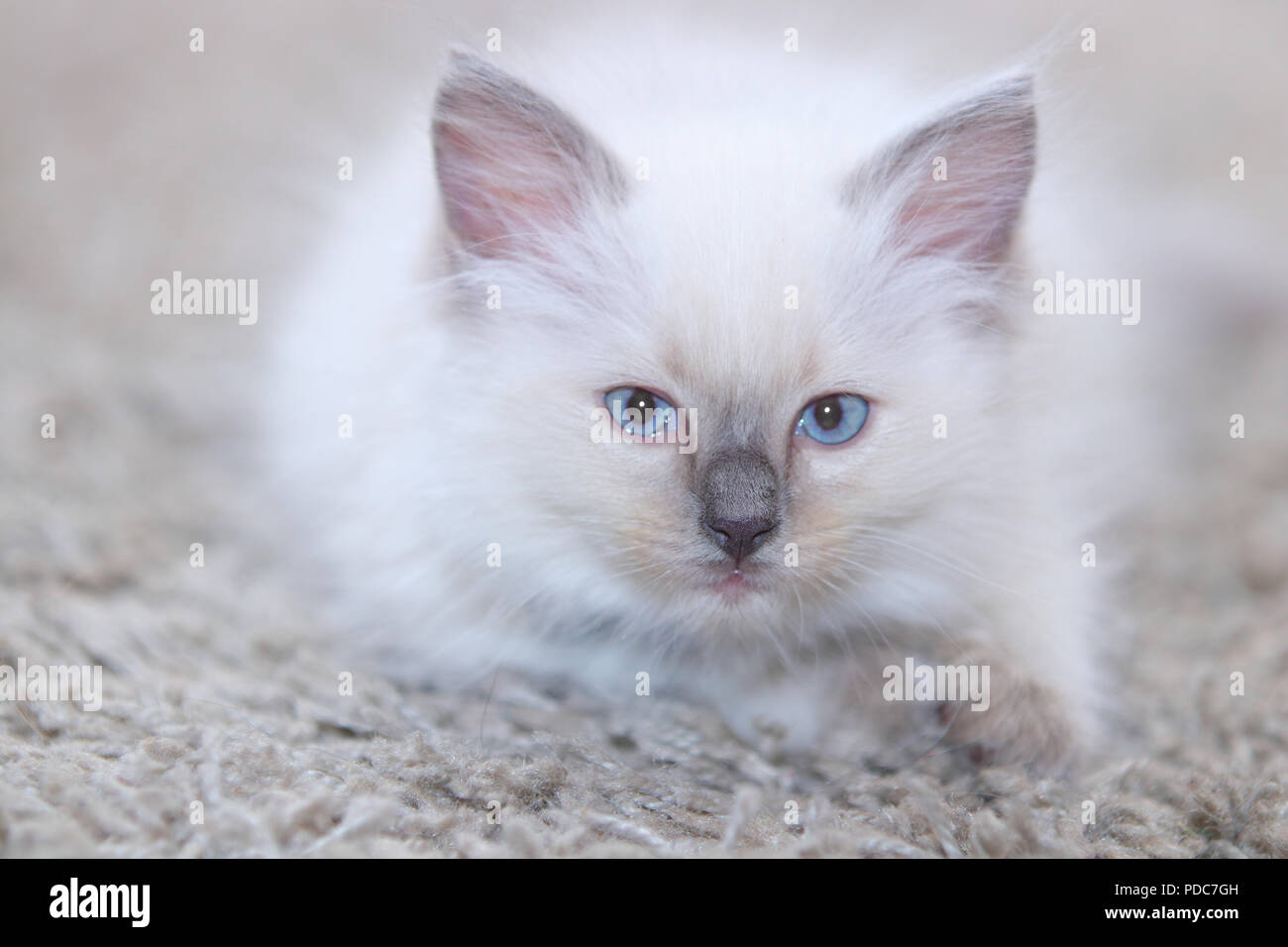 A cute Ragdoll kitten only 2 weeks old. Stock Photo