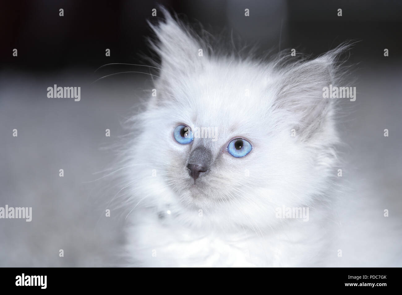 A cute Ragdoll kitten only 2 weeks old. Stock Photo