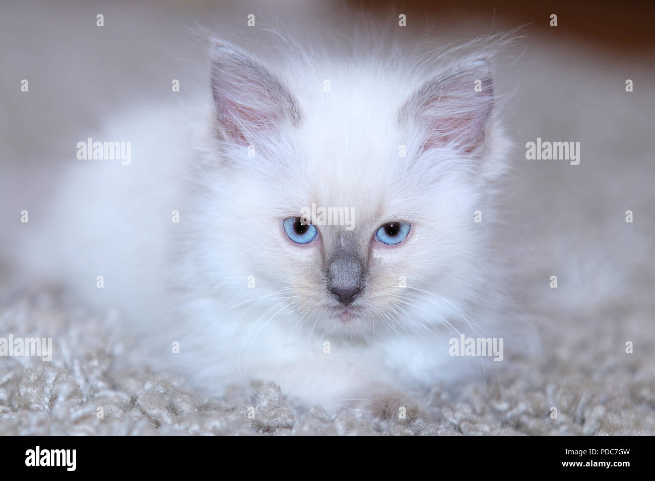 A cute Ragdoll kitten only 2 weeks old. Stock Photo