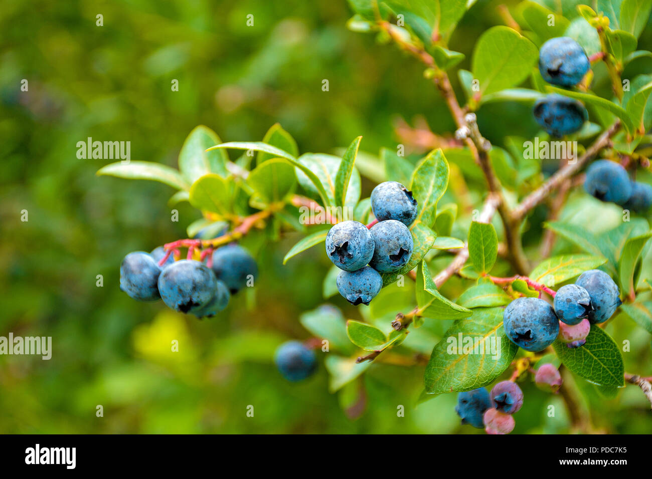 Really Ripe Blueberries close up of ripe blueberries on bush Stock Photo - Alamy