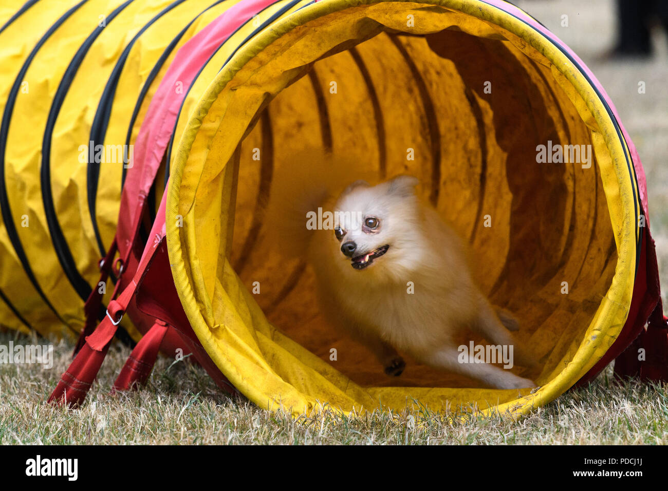 Rockingham Castle, Corby, England. 9th August 2018. With a look of keen concentration, a competing dog exits a tunnel successfully at the Kennel Club's international dog agility competition in the Great Park of Rockingham castle, Corby, England, on 9th August 2018. Credit: Michael Foley/Alamy Live News Stock Photo