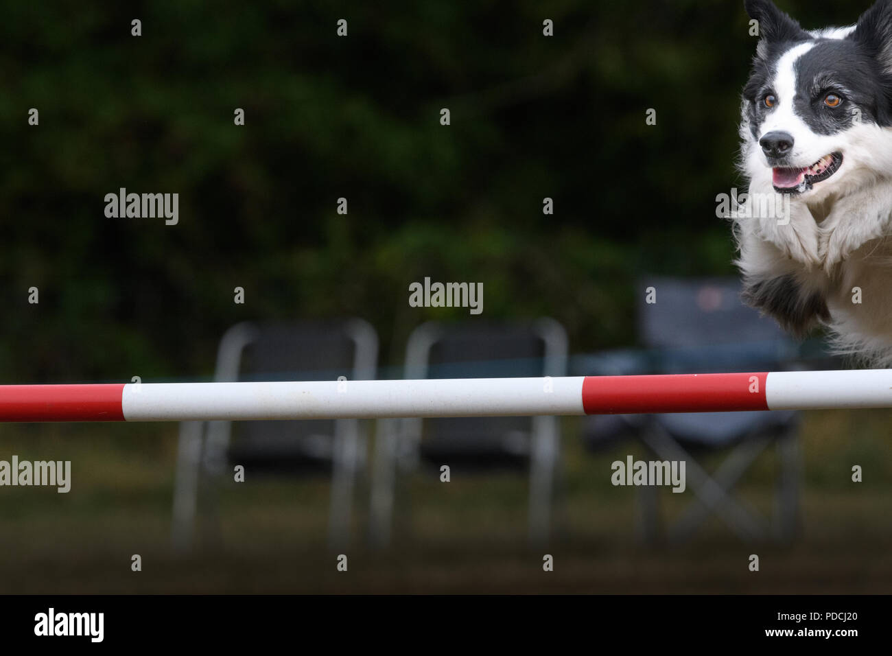 Rockingham Castle, Corby, England. 9th August 2018. With a look of keen concentration, a competing dog leaps a hurdle successfully at the Kennel Club's international dog agility competition in the Great Park of Rockingham castle, Corby, England, on 9th August 2018. Credit: Michael Foley/Alamy Live News Stock Photo