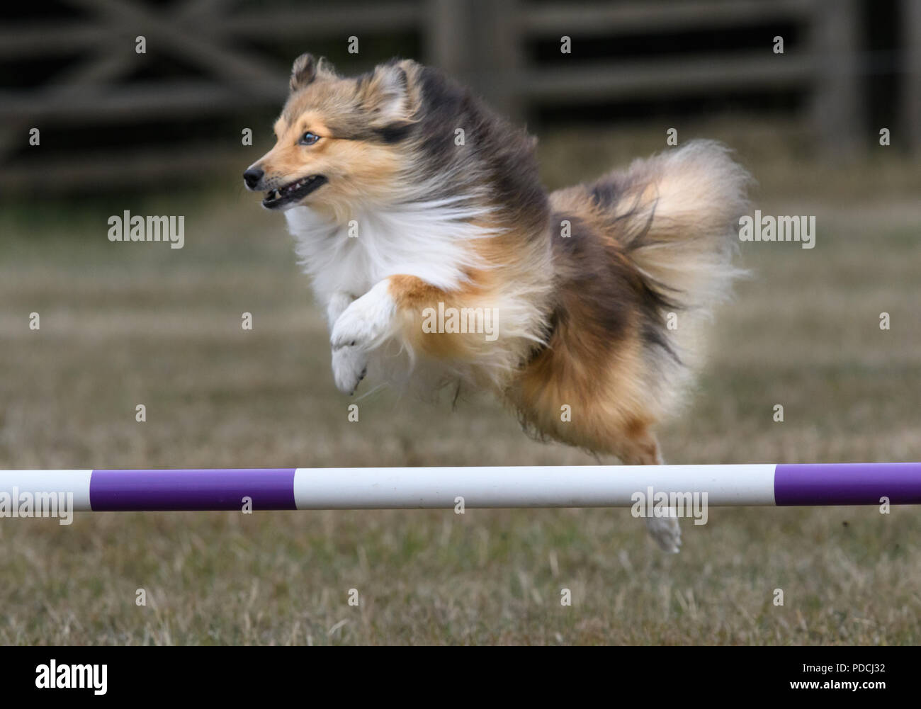 Rockingham Castle, Corby, England. 9th August 2018. With a look of keen concentration, a competing dog leaps a hurdle successfully at the Kennel Club's international dog agility competition in the Great Park of Rockingham castle, Corby, England, on 9th August 2018. Credit: Michael Foley/Alamy Live News Stock Photo