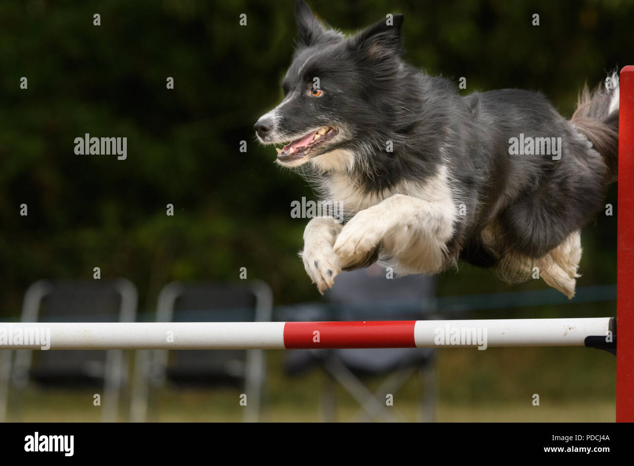 Rockingham Castle, Corby, England. 9th August 2018. With a look of keen concentration, a competing dog leaps a hurdle successfully at the Kennel Club's international dog agility competition in the Great Park of Rockingham castle, Corby, England, on 9th August 2018. Credit: Michael Foley/Alamy Live News Stock Photo