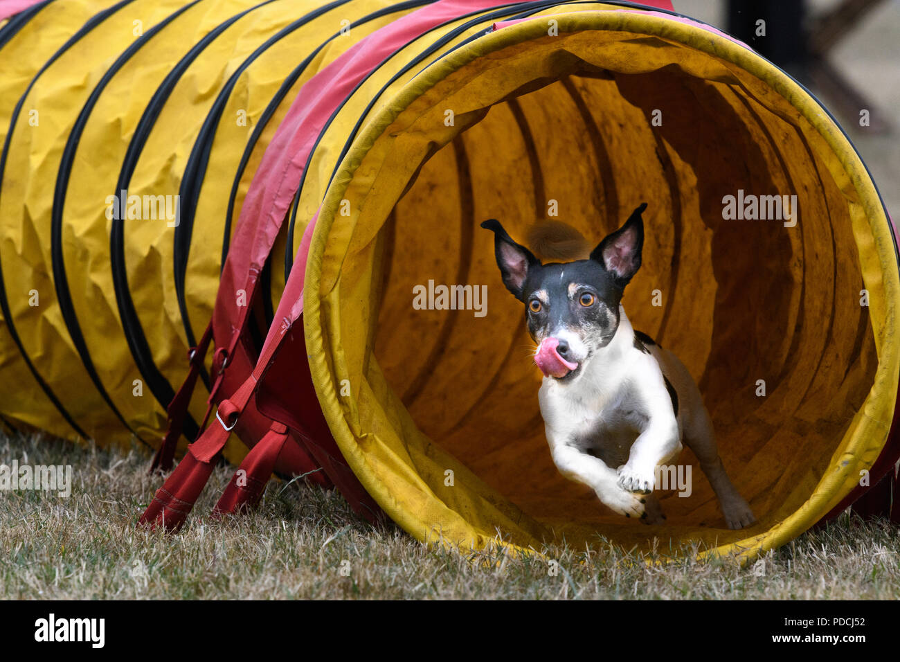 Rockingham Castle, Corby, England. 9th August 2018. With a look of keen concentration, a competing dog exits a tunnel successfully at the Kennel Club's international dog agility competition in the Great Park of Rockingham castle, Corby, England, on 9th August 2018. Credit: Michael Foley/Alamy Live News Stock Photo